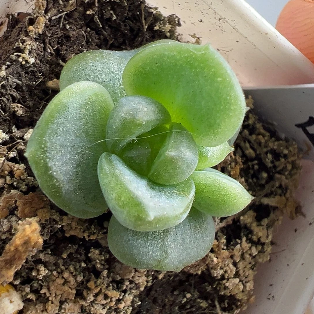 清货福利一个珍妮