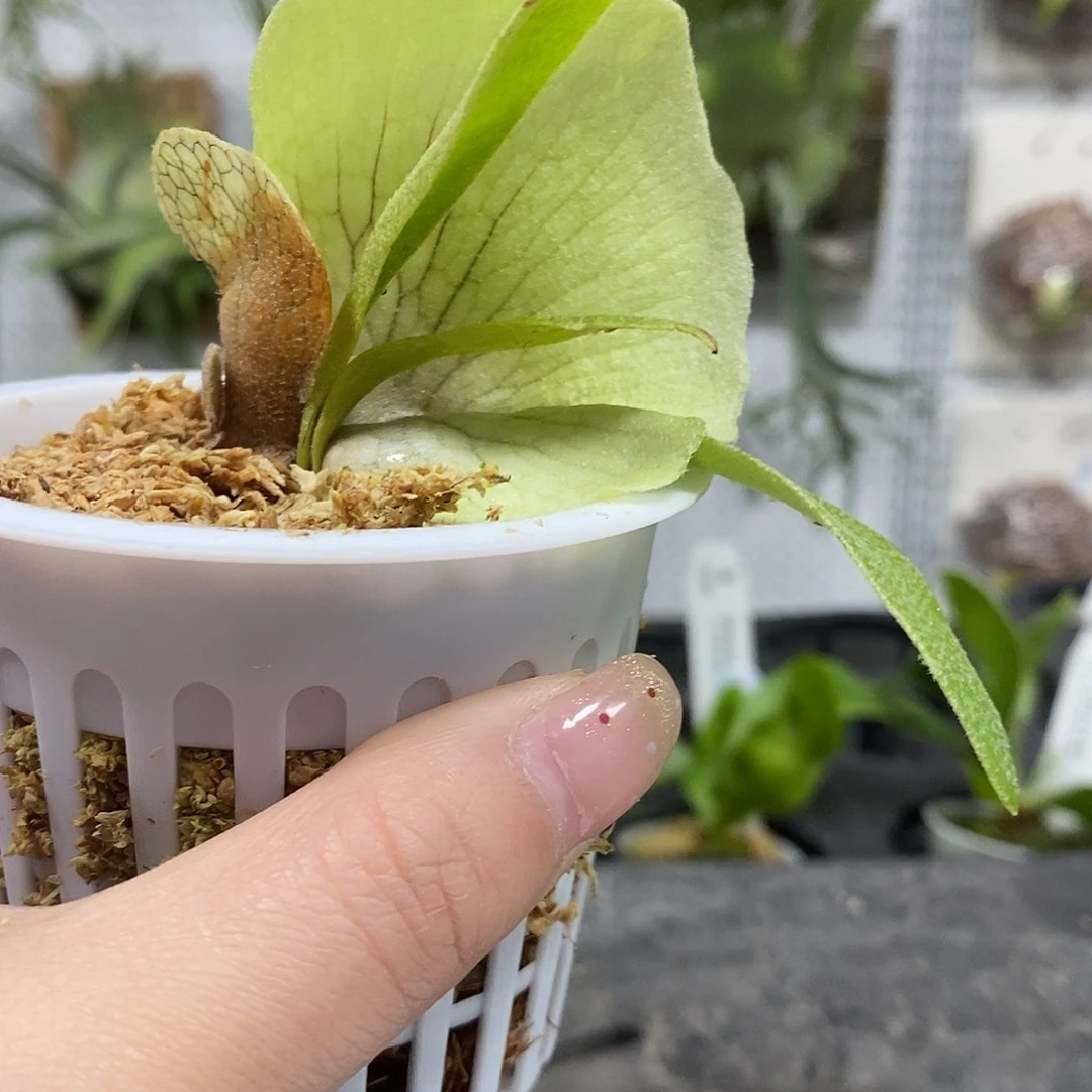 无花朵pn月光鹿角蕨