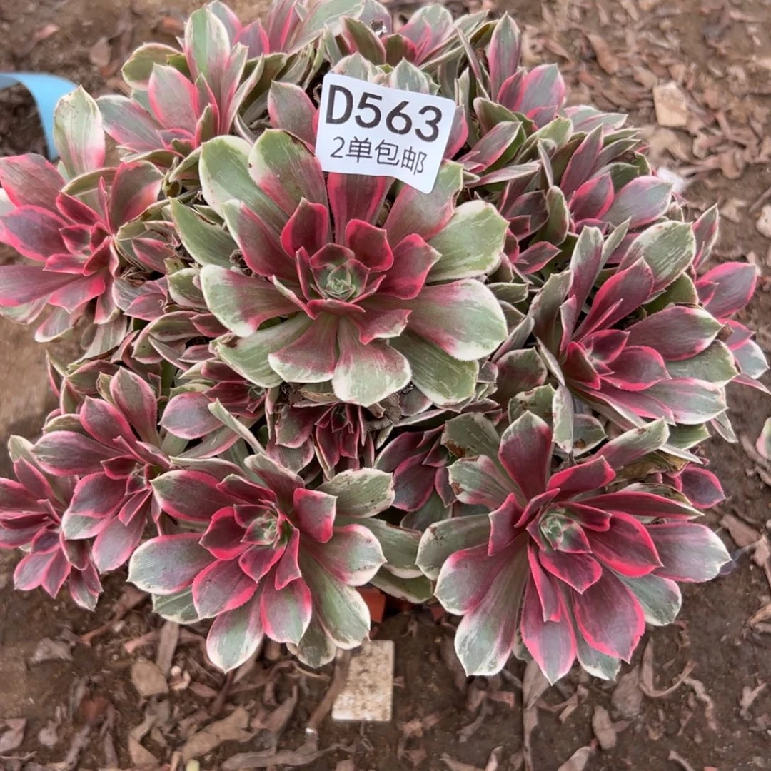 563多肉  浣纱不包断头