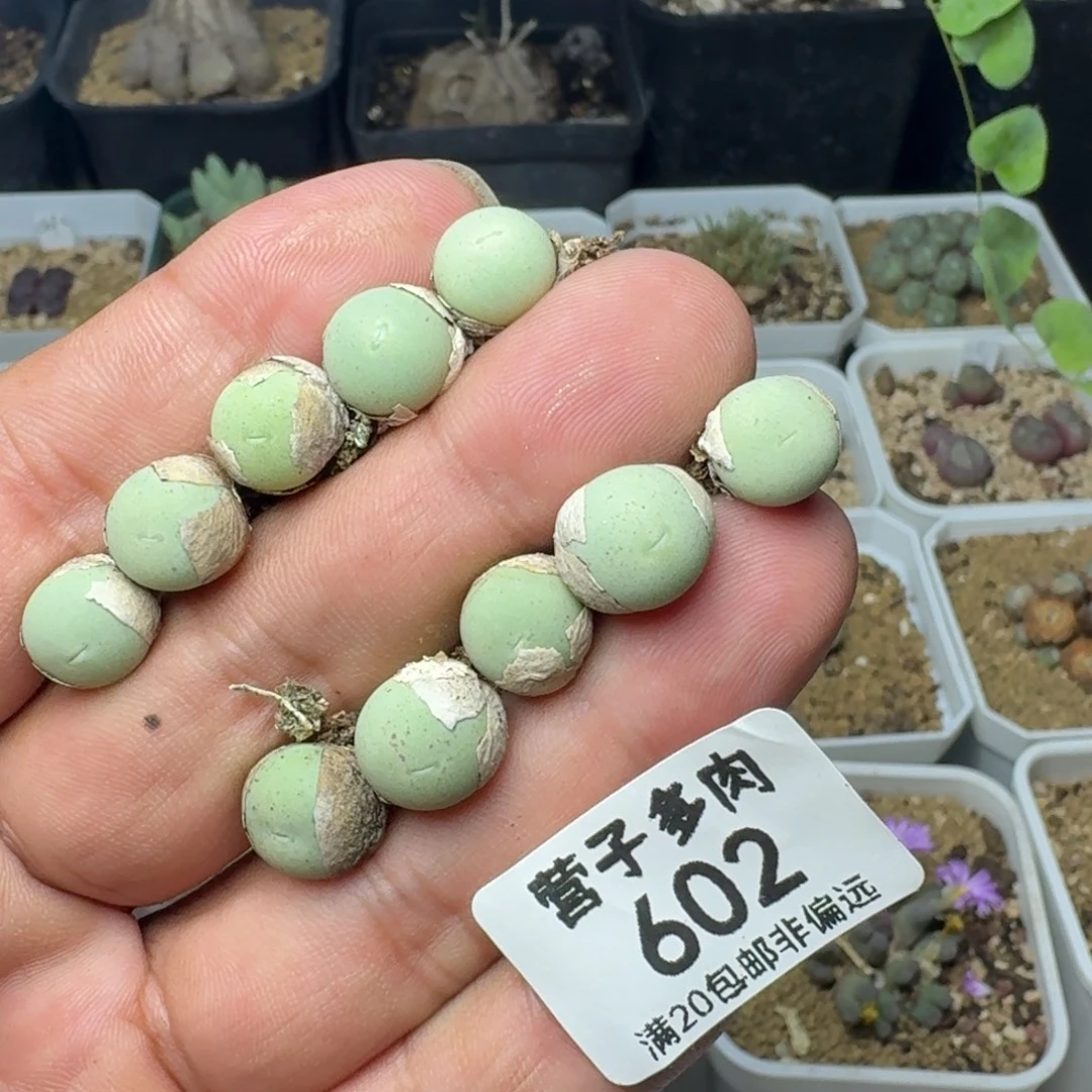 鸽子蛋。  10颗脱土。