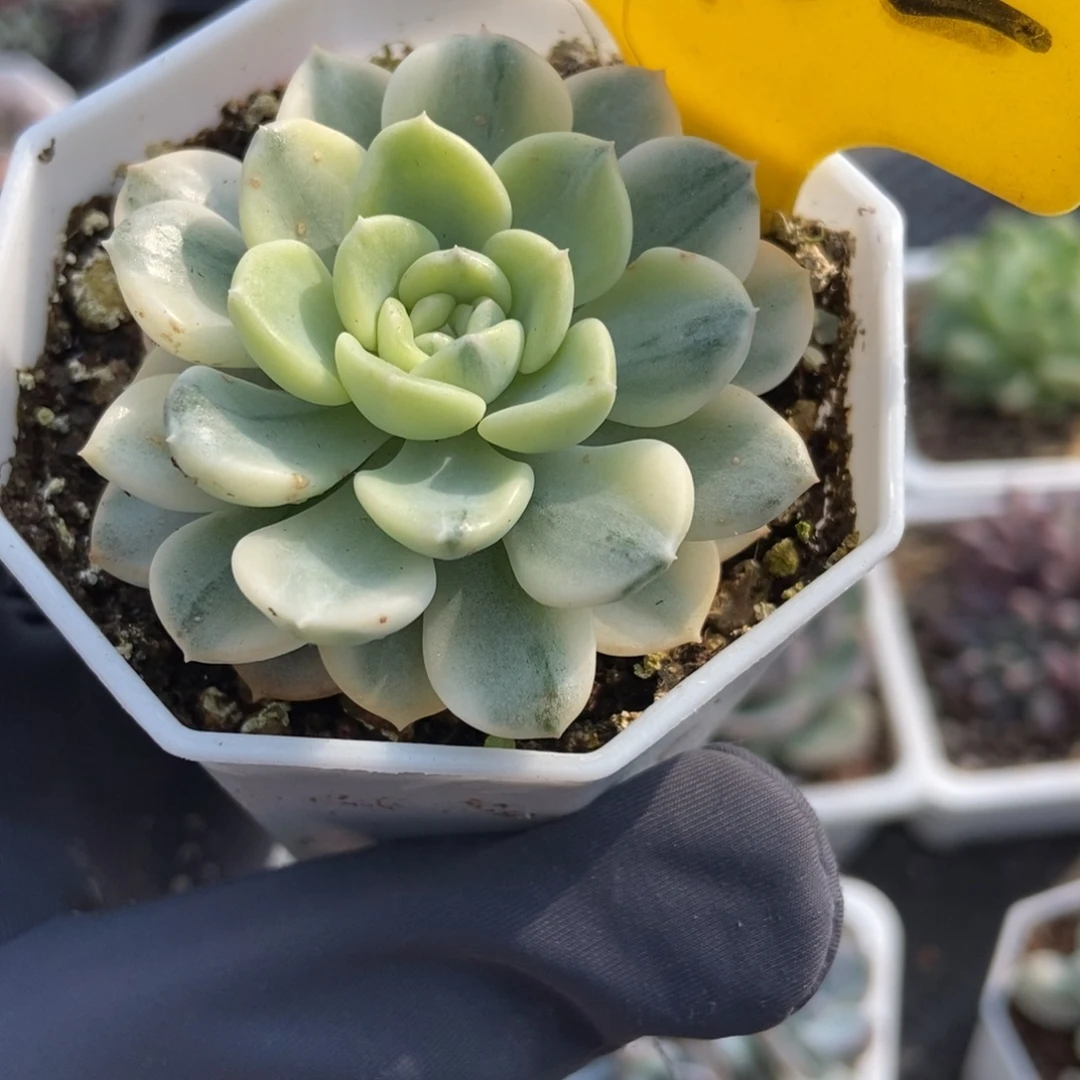 1102布偶锦多肉植物