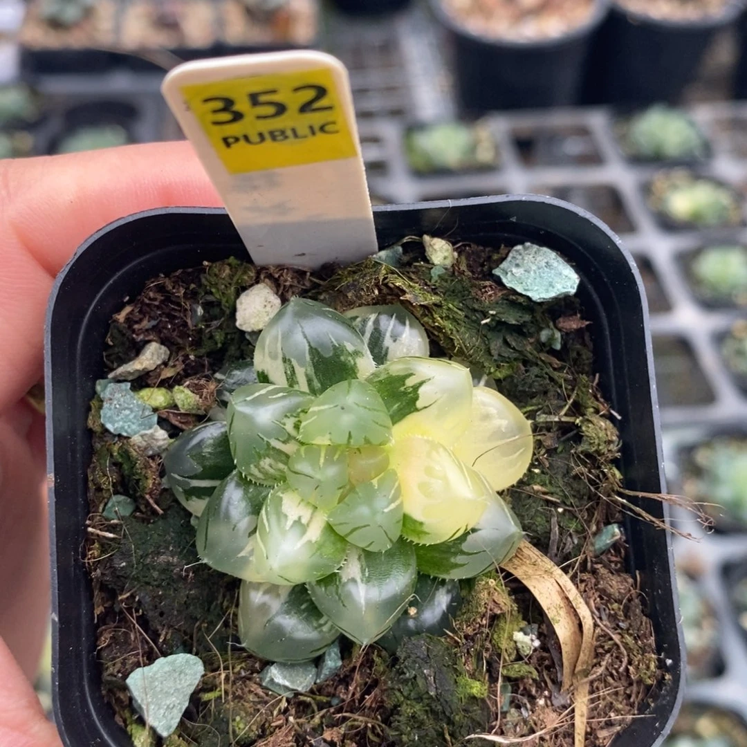 不开花植物352玉露十二卷多肉植物