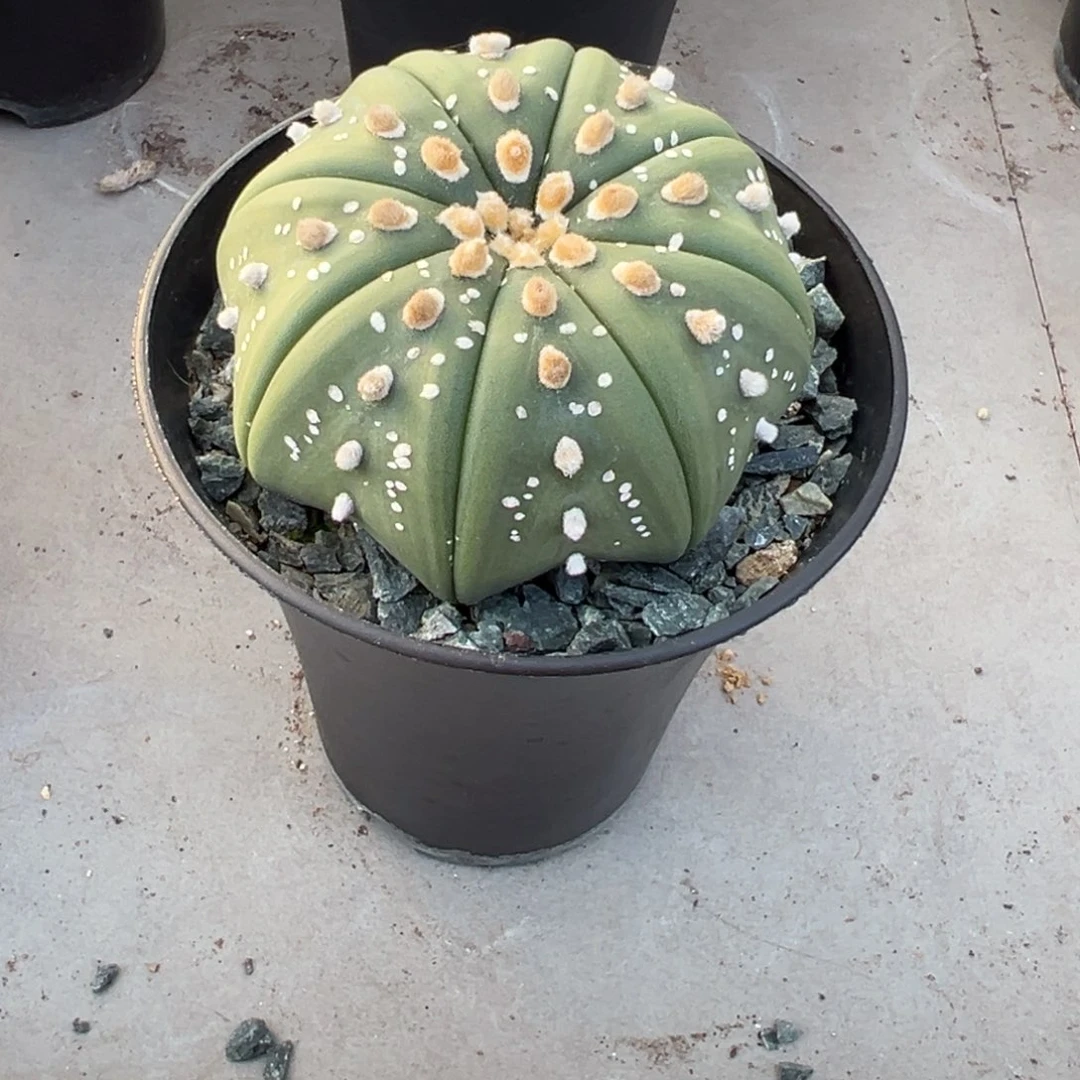 漠人23456789098765432