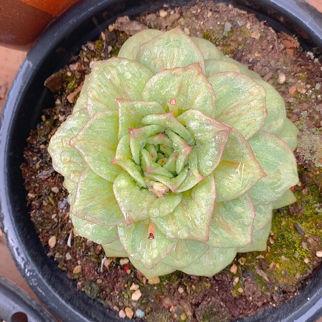 多肉植物蔷薇玛利亚