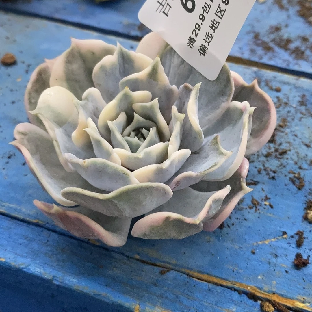 680丽娜锦炸多肉植物