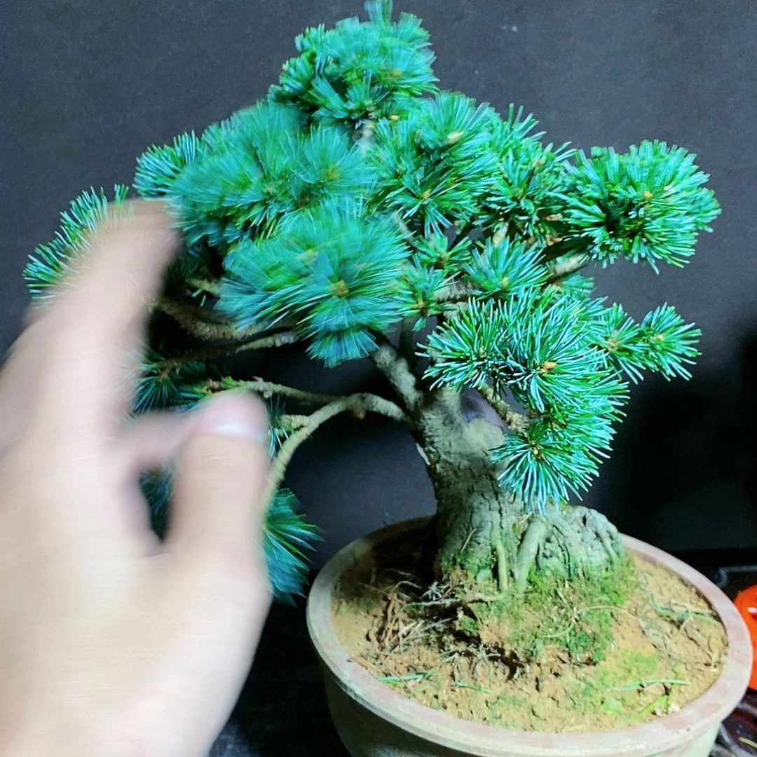 【闪购商品】无花朵盆景