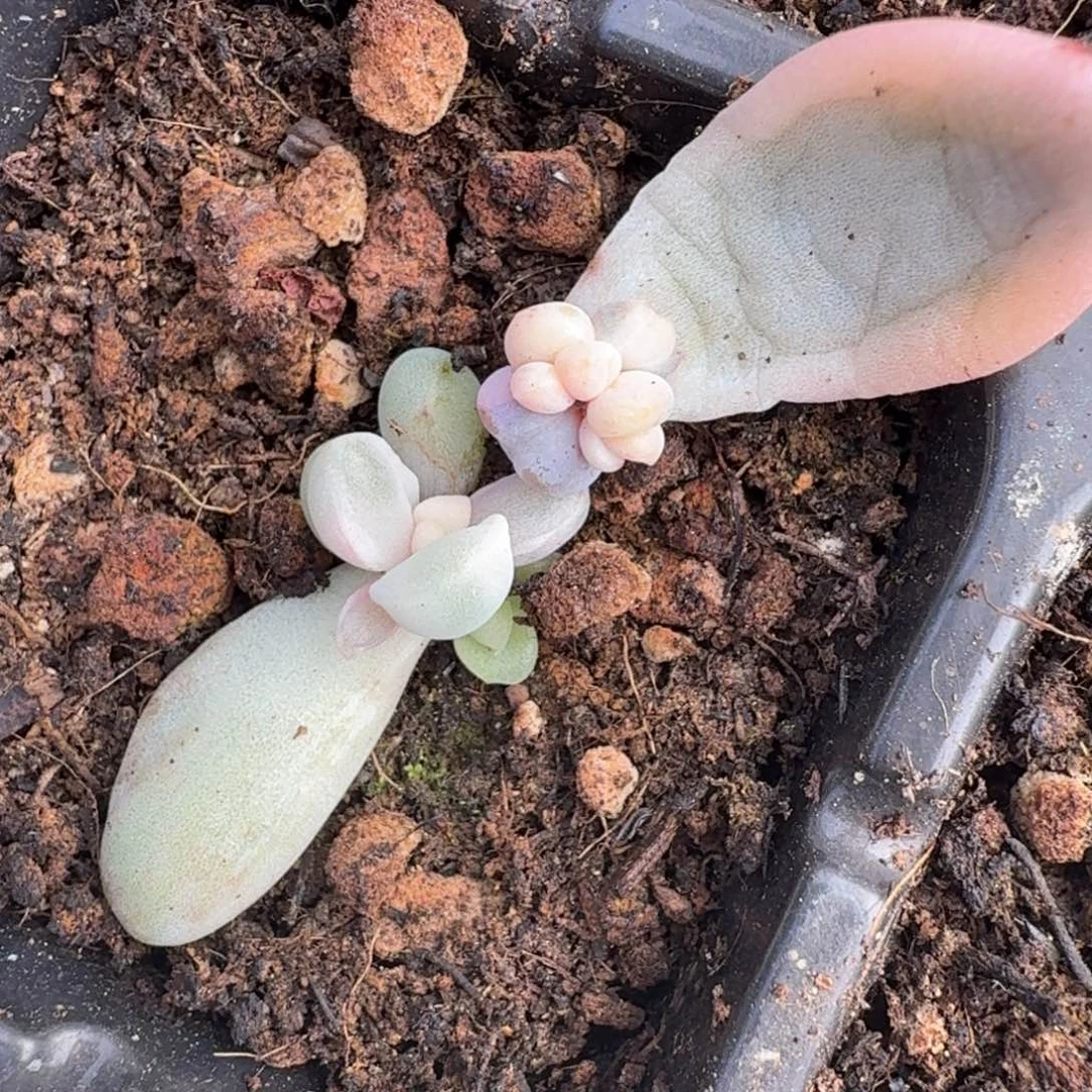超白锦花斑路锦多肉锦
