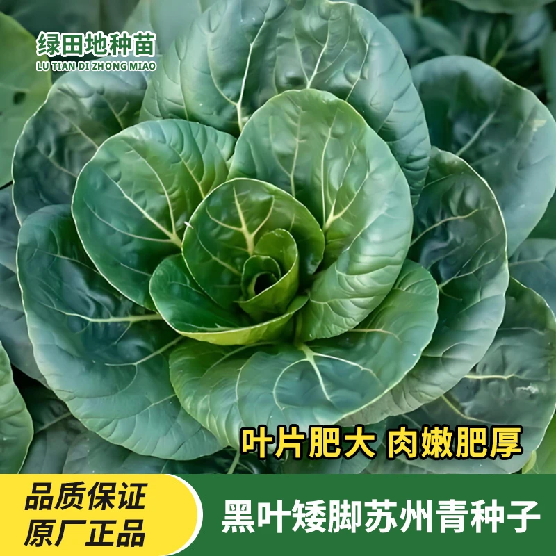 苏州青种子黑大头矮脚青黑叶油菜青菜种子上海青四季蔬菜种子大全