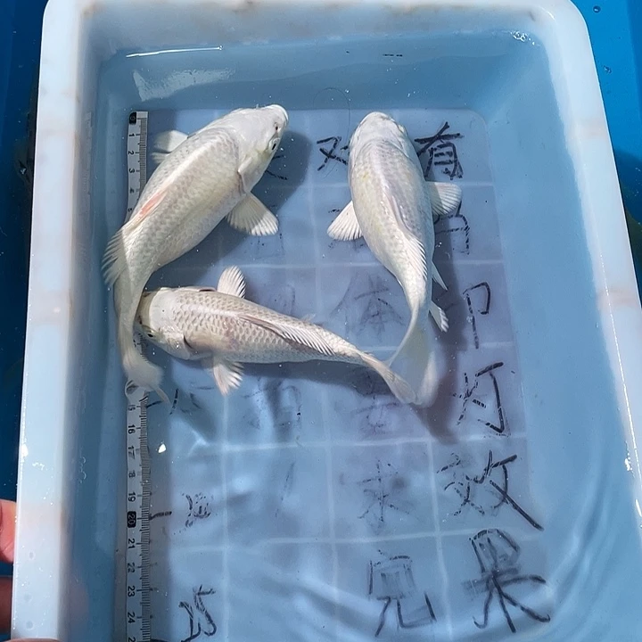 蝴蝶鲤鱼渔场直发33