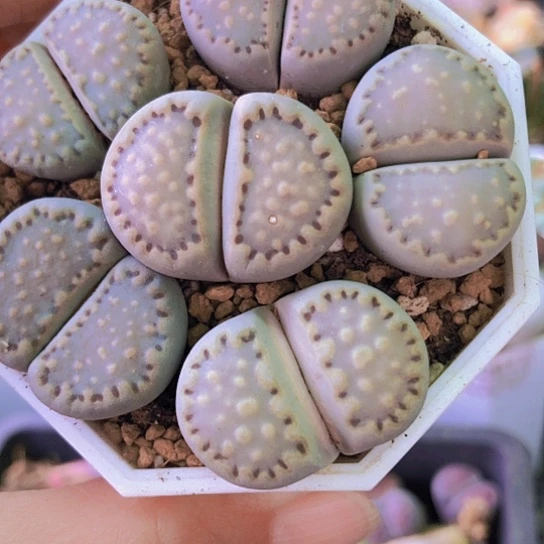 无花朵1360，2.3-2.7厘米饼干