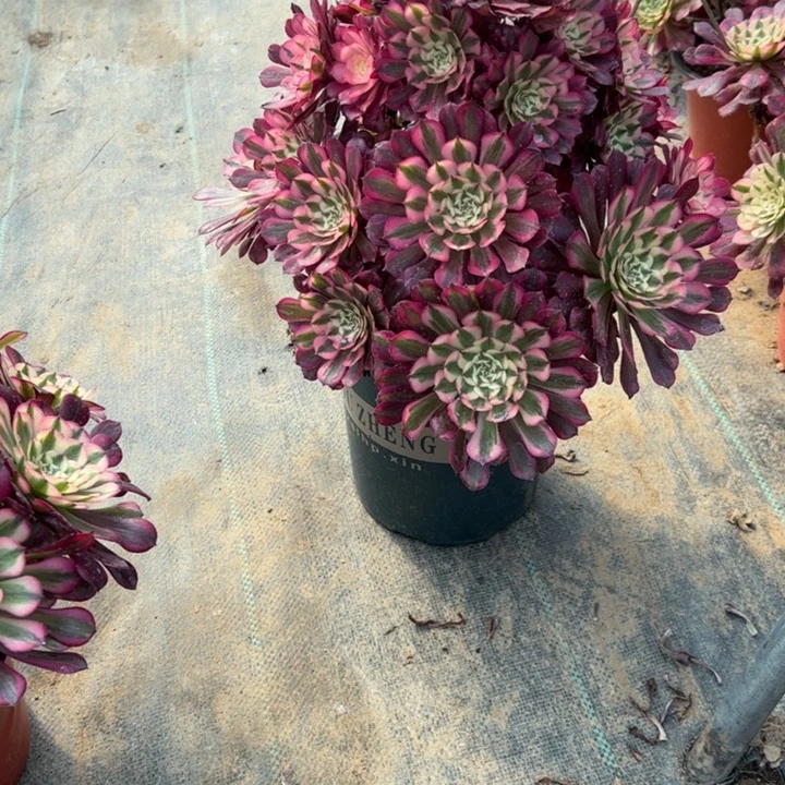 1红铜壶白多肉多肉