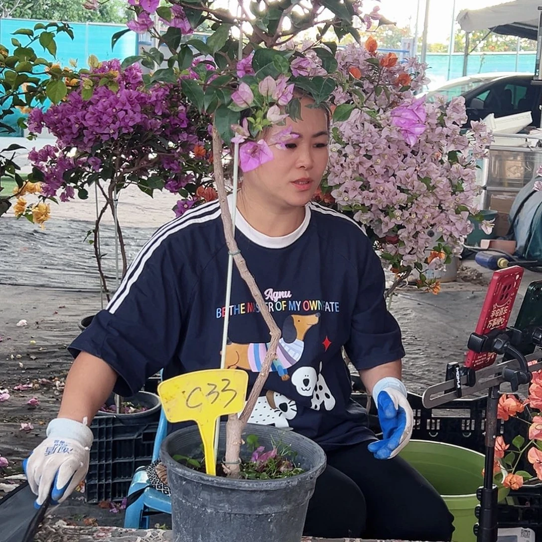 你***静大部分花苞少量开放C33雪紫