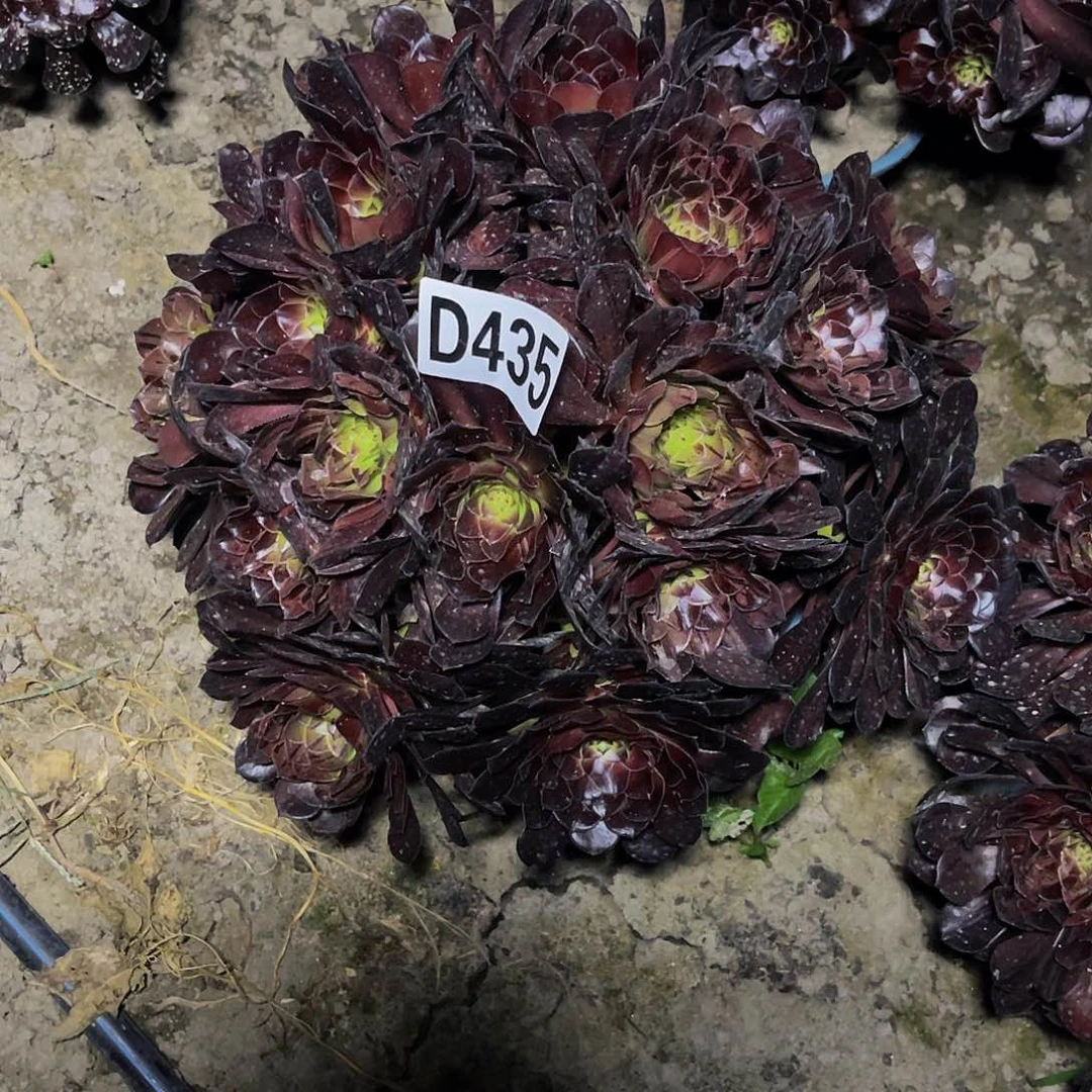 梅花法师26—23包邮法师