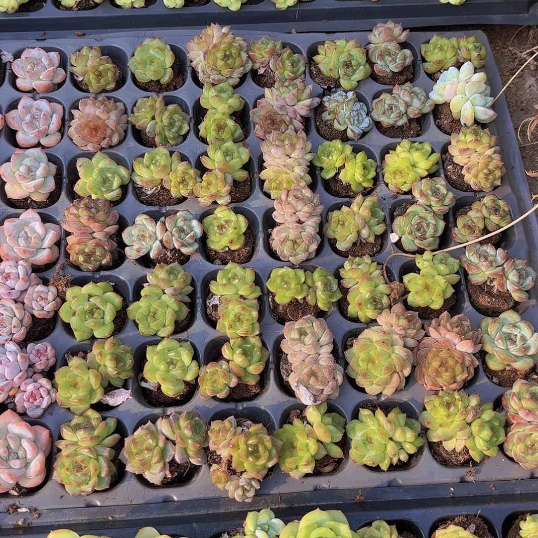 石榴珍妮一颗量拍
