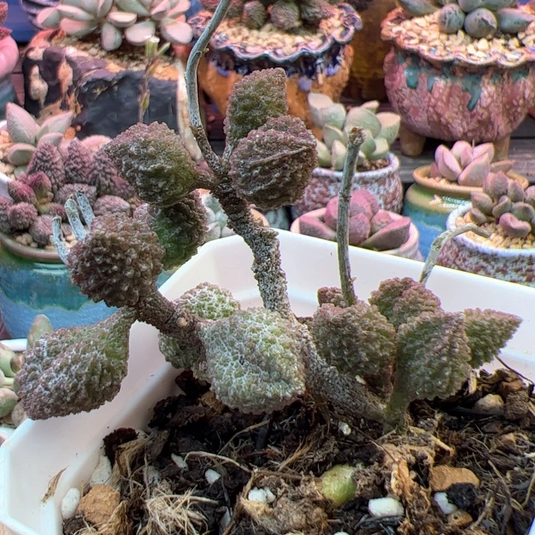 荔枝皮。