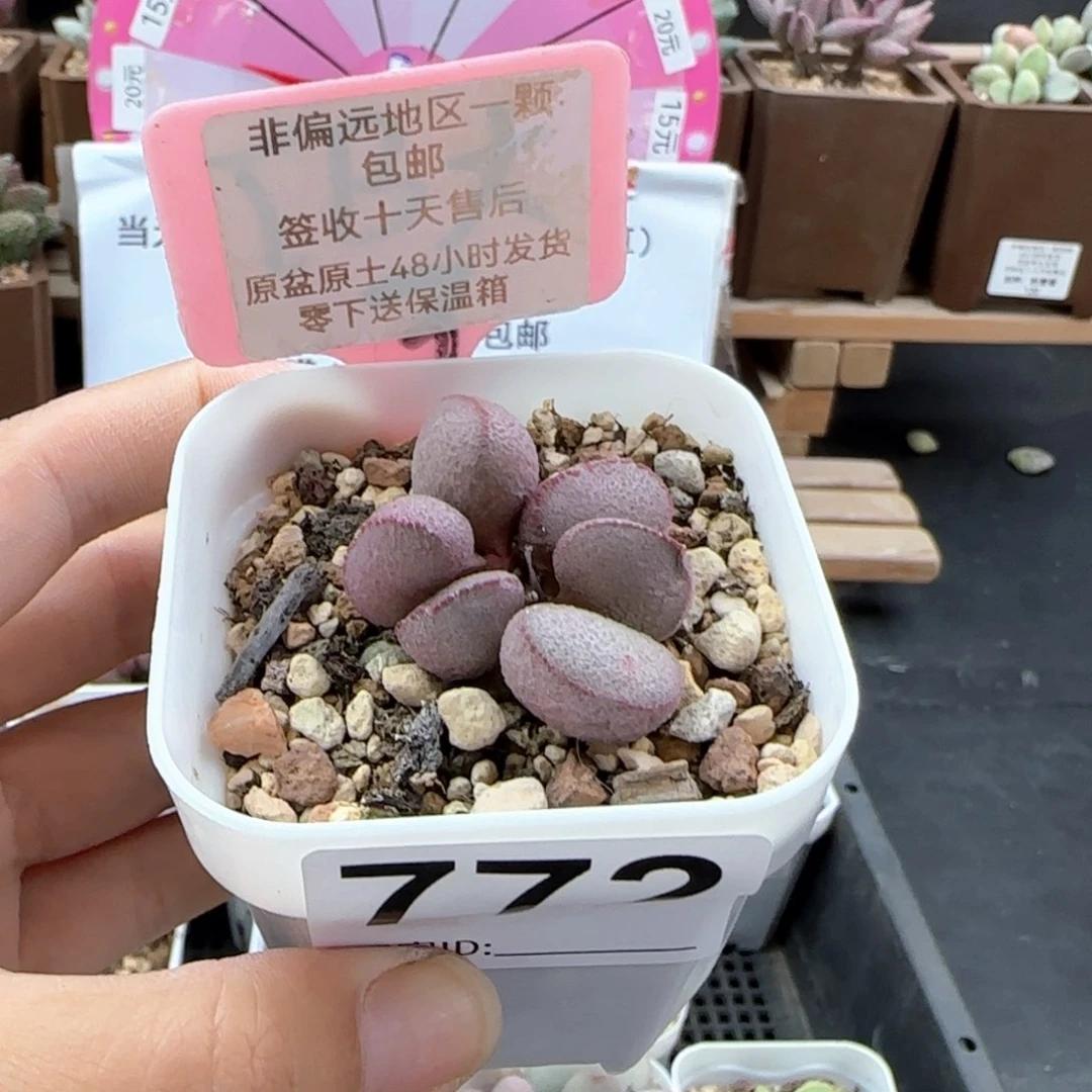 莹****球772玲珑多肉补差