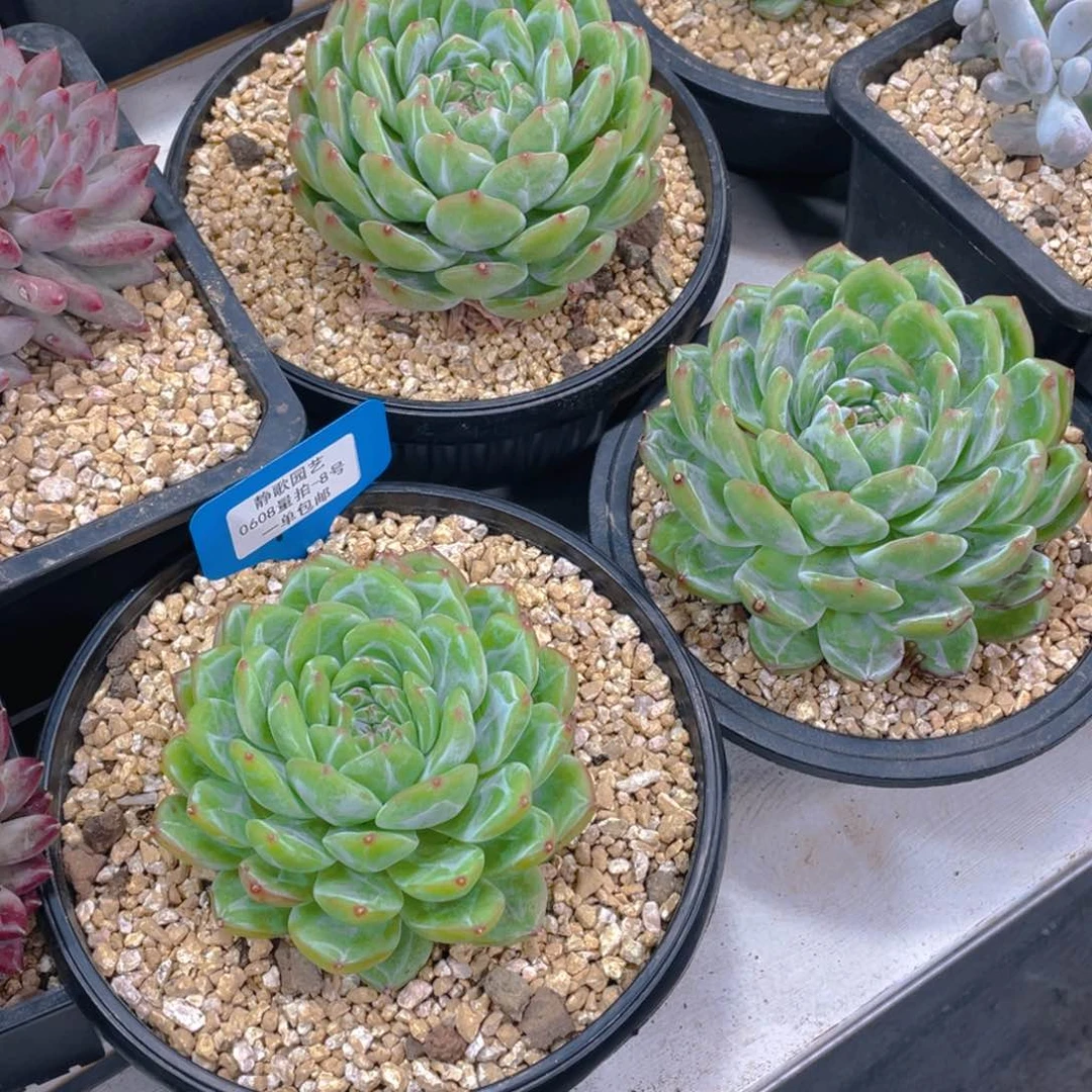 0608-8-雪花珍妮大单头一个量拍