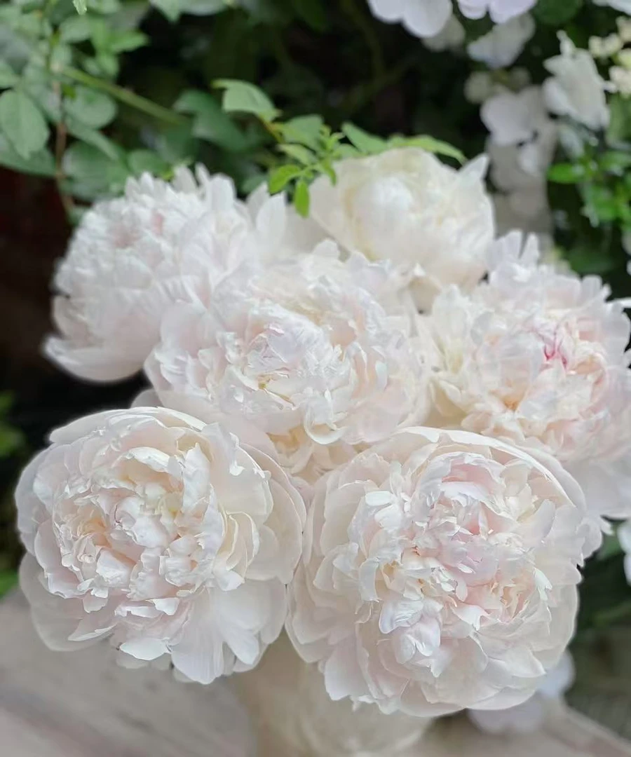 【现货·奥迪尔】高端芍药鲜切花