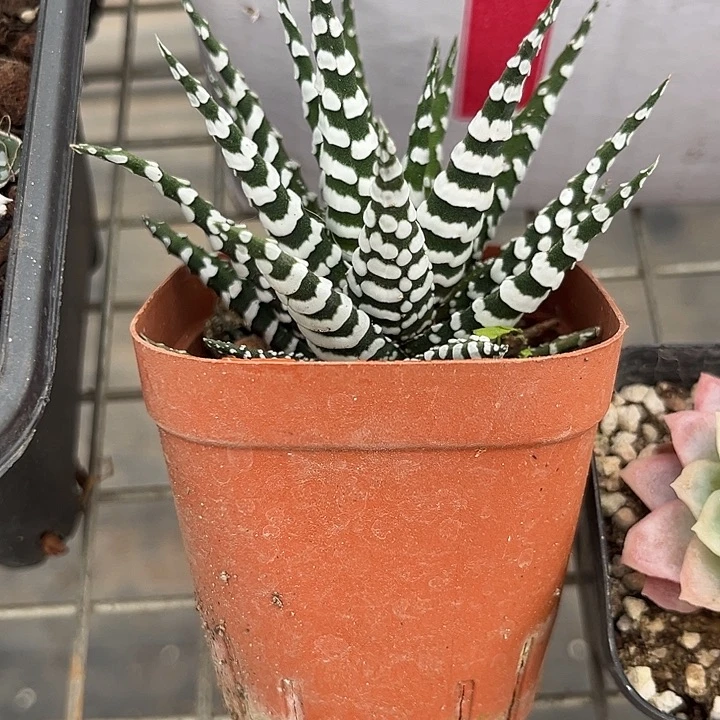 我也不知道我为什么