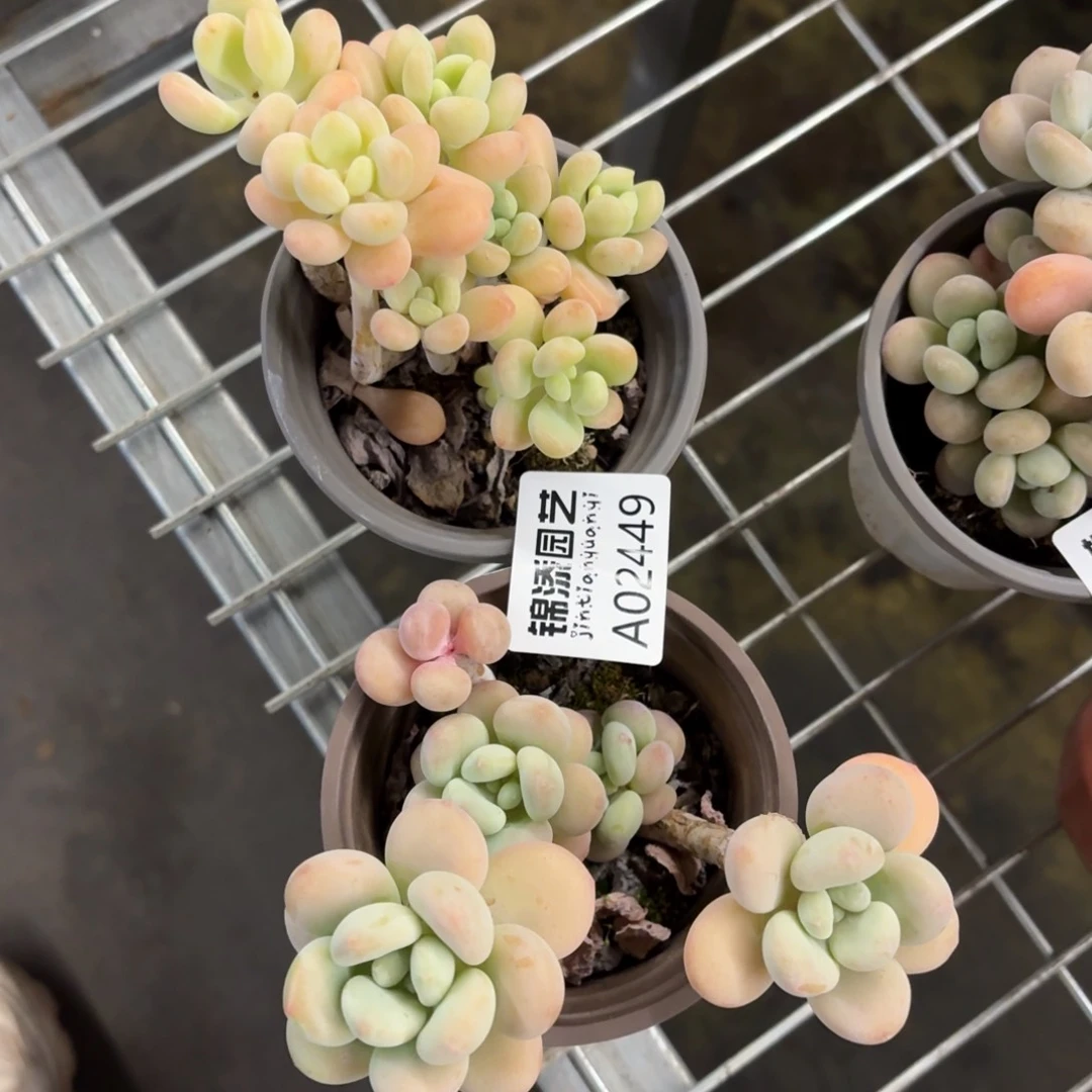 洛神两盆一物一拍2449