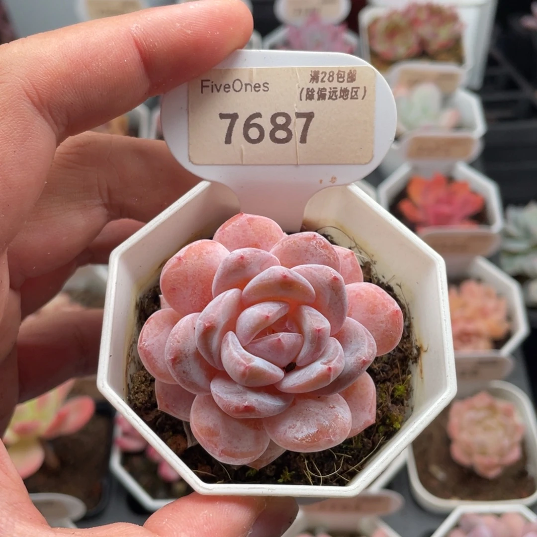 雪橙7687-5.0厘米