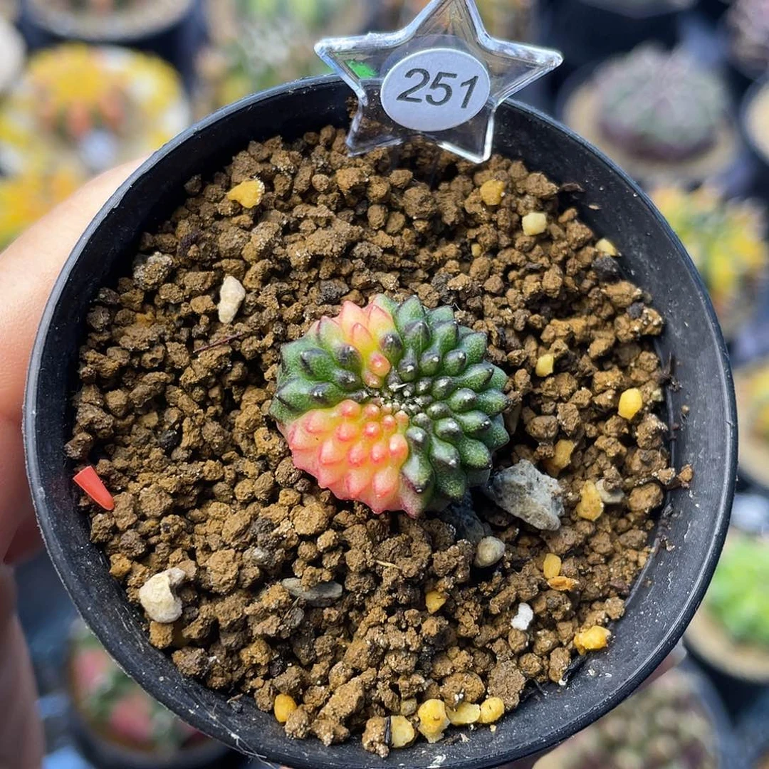 1-251貘锦实生2.2厘米