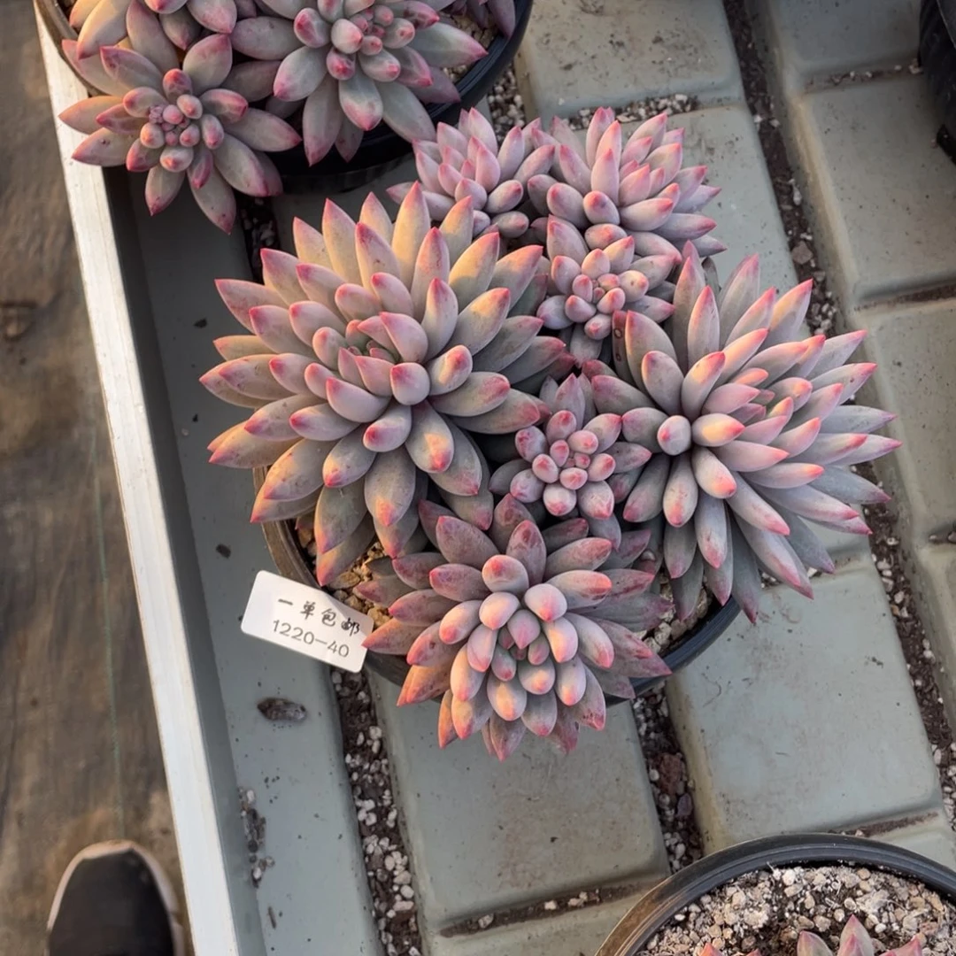 小***岁1220-40-白体虞美人。。。，，，，