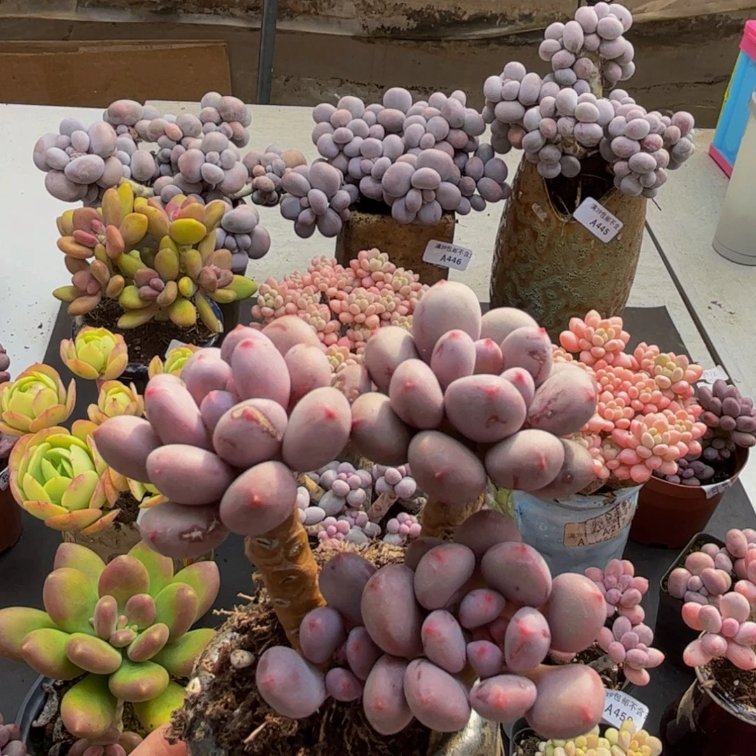 472/6cm仙子奶多肉