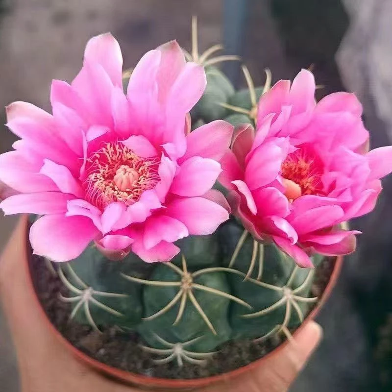 实生海王仙人球易养护会开花多花色防辐射仙人掌室内趴刺粗刺盆栽