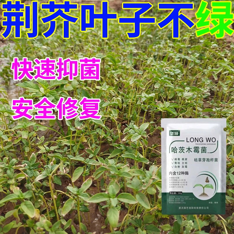 荆芥叶子发黄专用肥防止黄叶病枯萎病萎缩病僵苗增绿多菌灵叶面肥