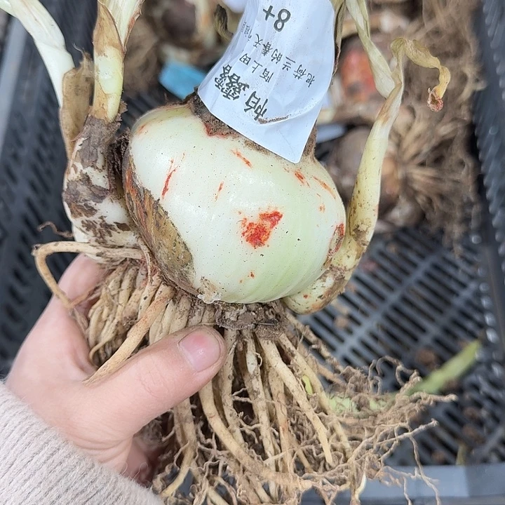 帕露露8厘米开花球