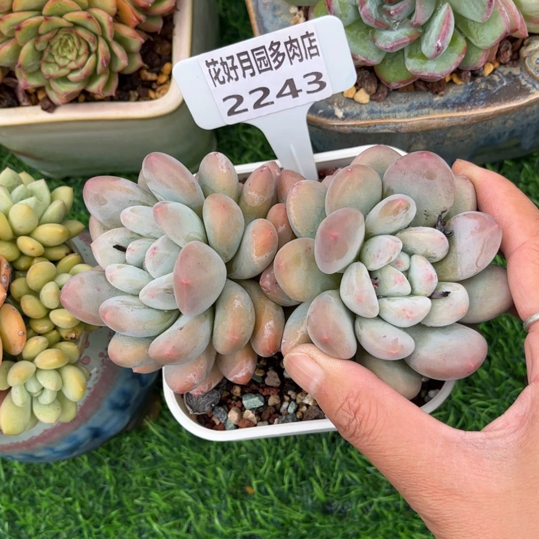 多肉植物2243…………