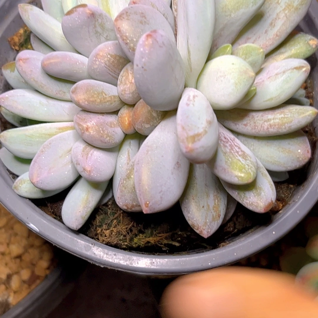 小***伴2527下午多肉植物群生