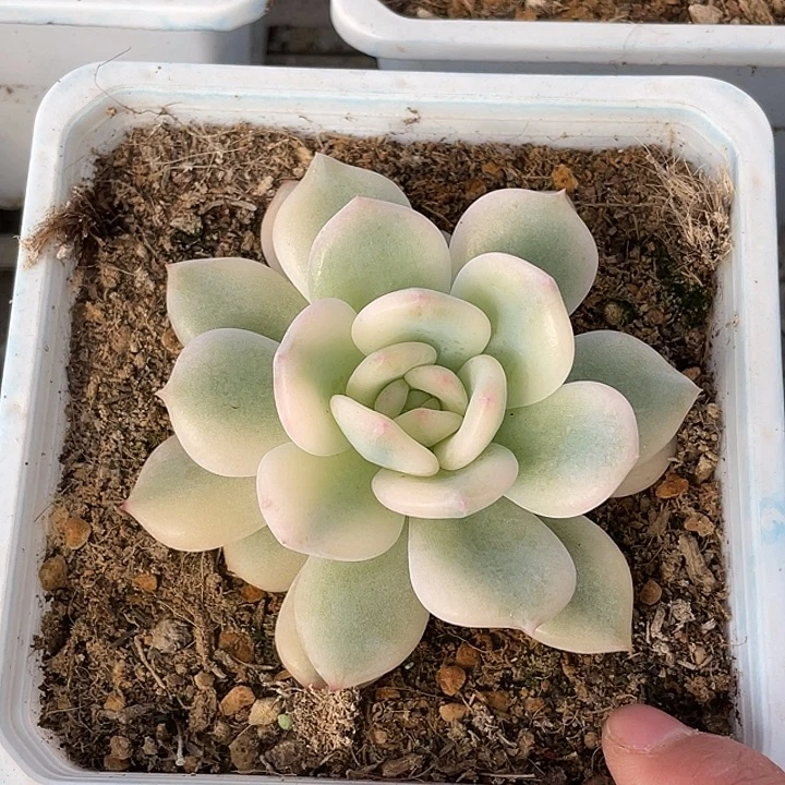 星影锦一物一拍锦龙