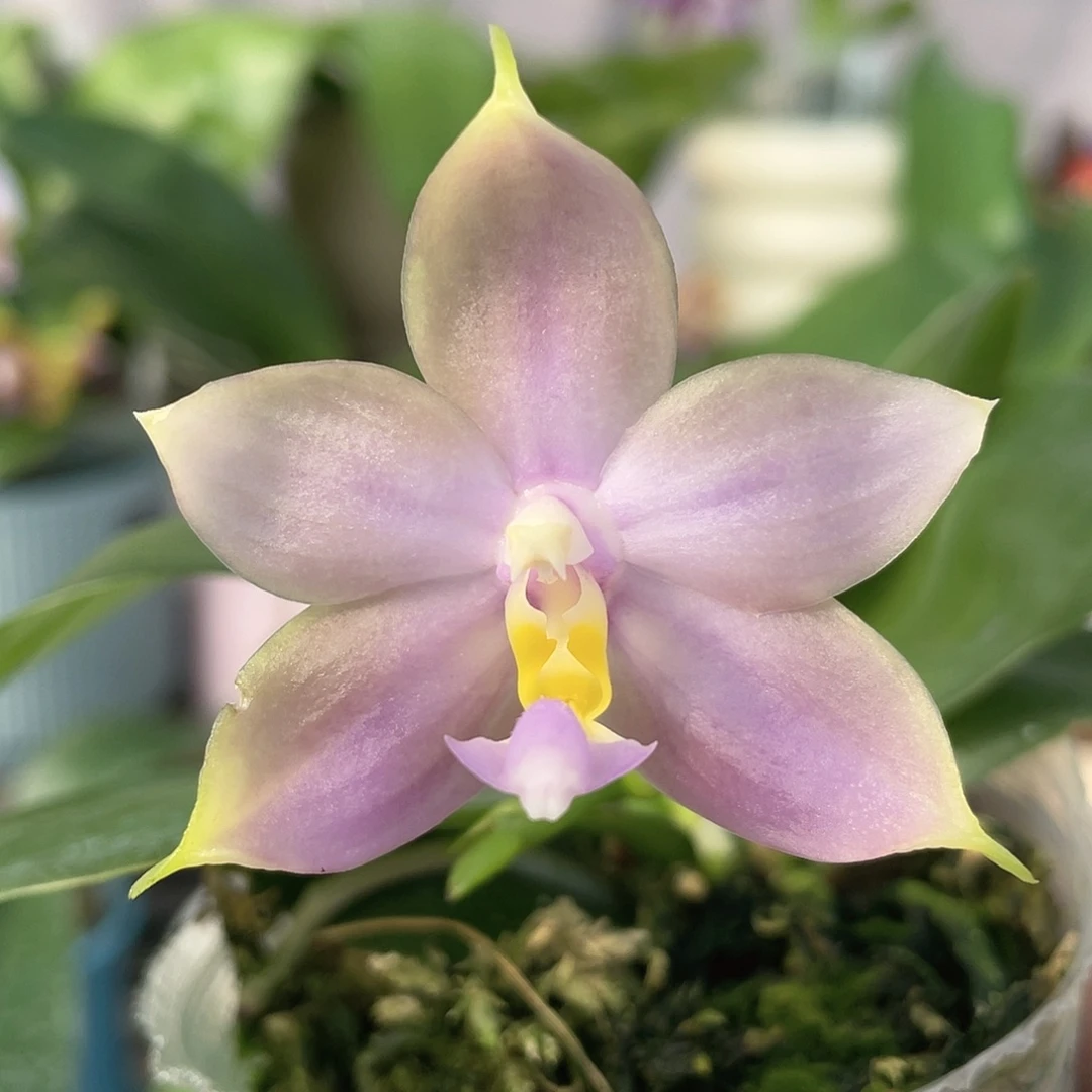 完全开放荧光鸟开花株2.5杯少根