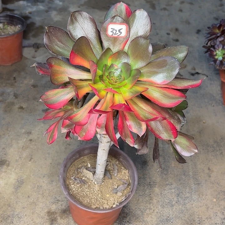 巫毒七彩325多肉植物