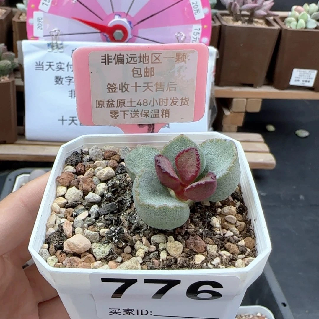 爱**角776洛神多肉植物