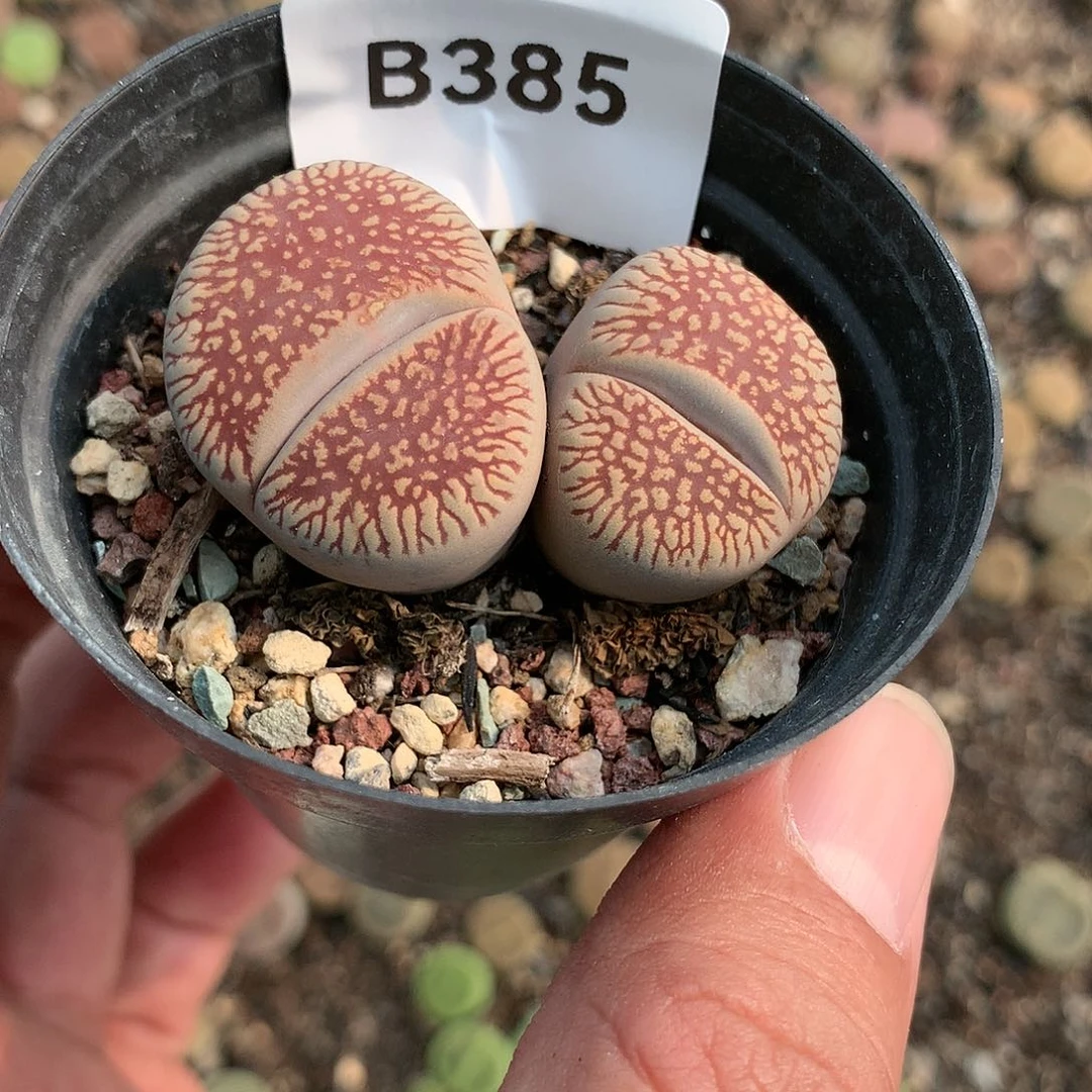 B385多肉植物保护