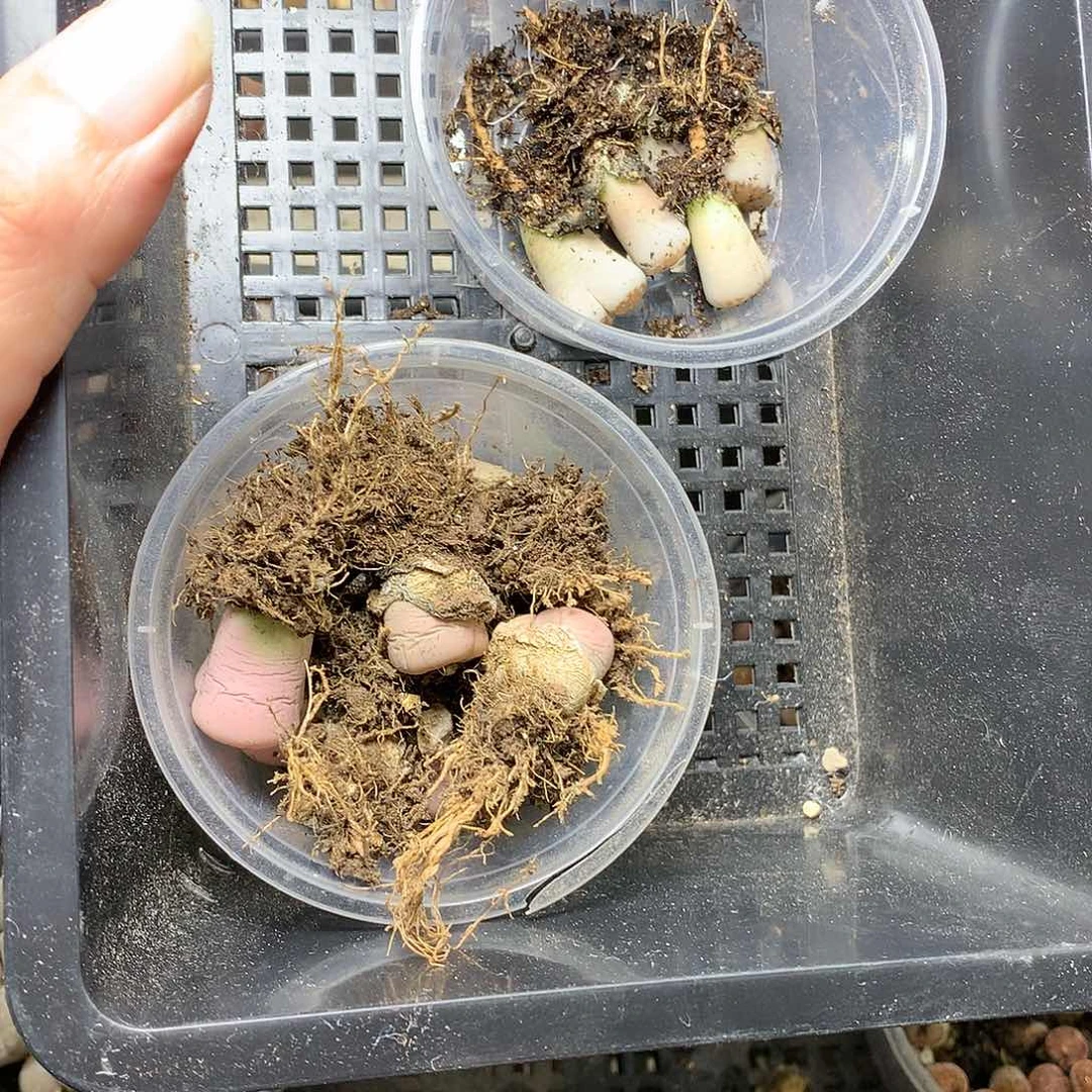 郁*香G455多肉植物保护