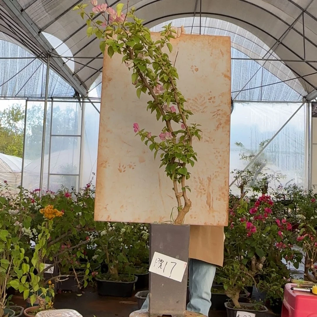 大部分花苞少量开放绿樱 17 脱