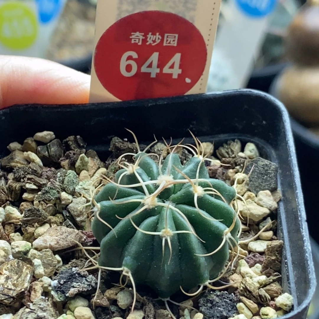 实生卷刺凌波2.5cm