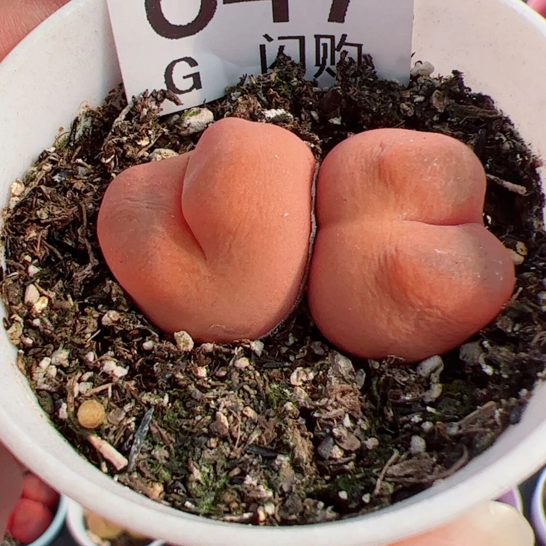 无花朵痛*我很喜欢这个G647