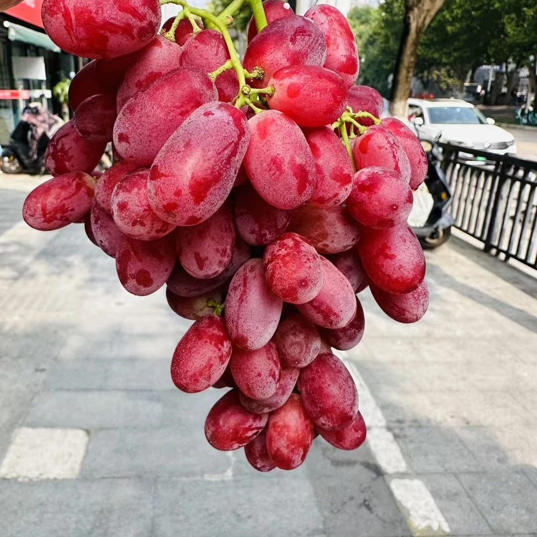 无籽红提纯甜1斤装红提