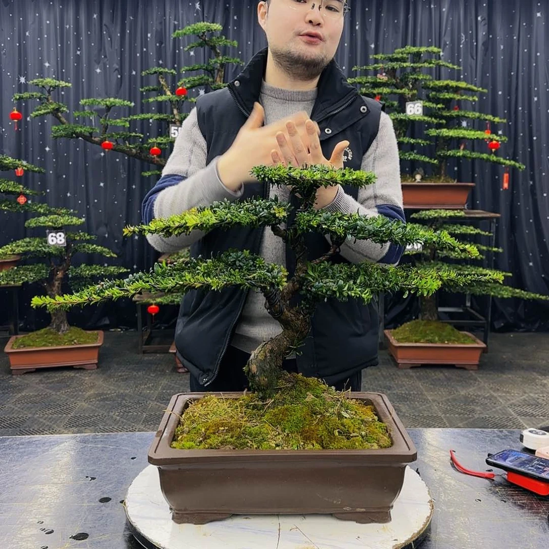 松树柏树造型盆景