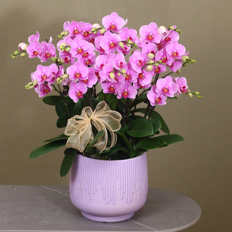 蝴蝶兰【紫蝶】高级粉色带花带盆组好伴手礼送礼茶桌婚礼客厅装饰