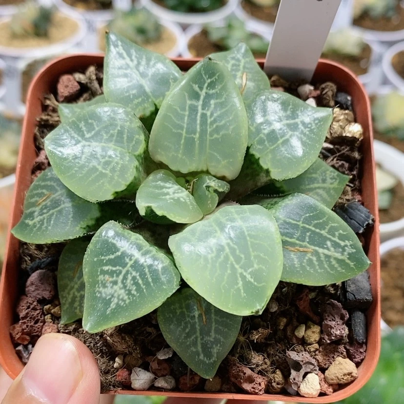 【闪购商品】49乱舞