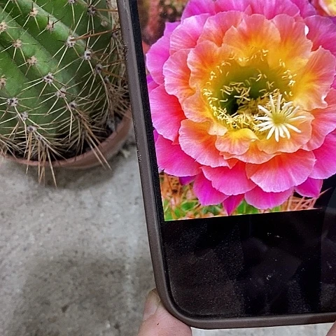 大满贯仙人球，258900