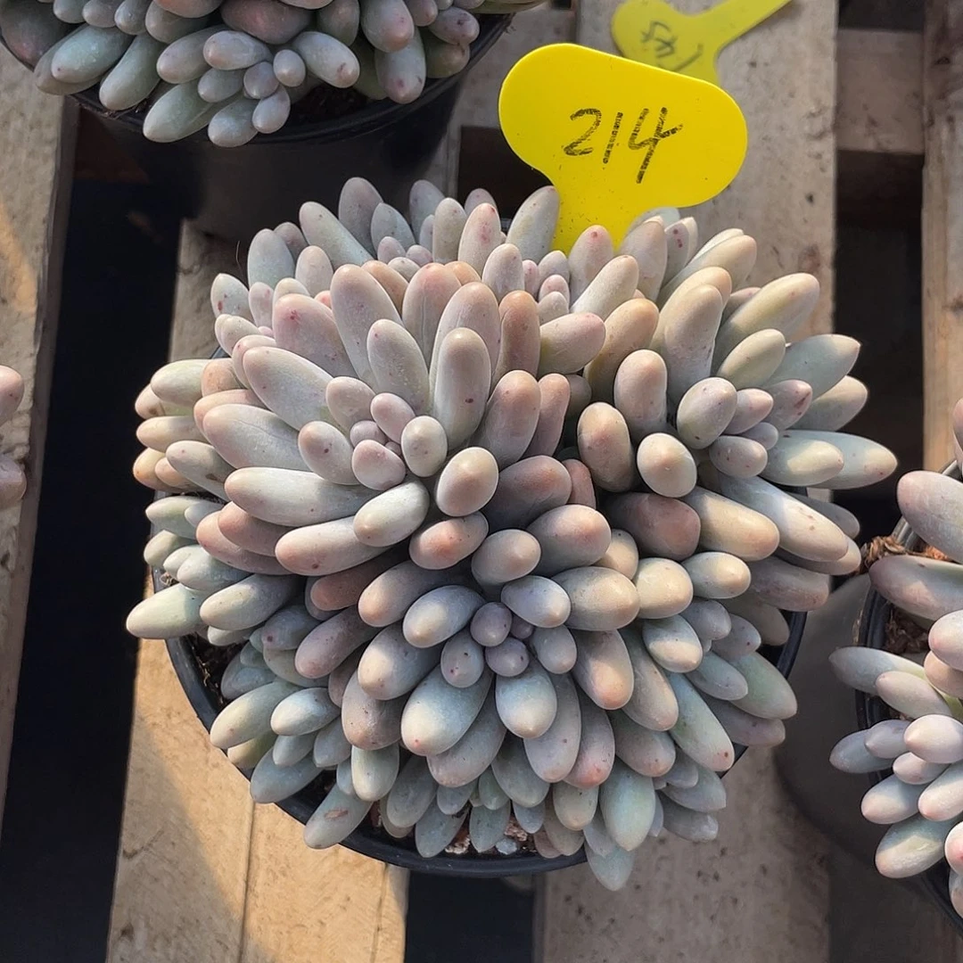 大叶汤圆多肉植物214