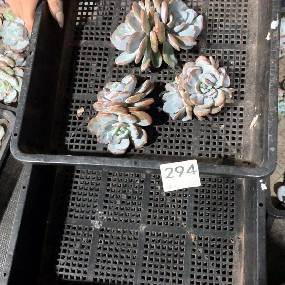 #294不拍冷链不售后