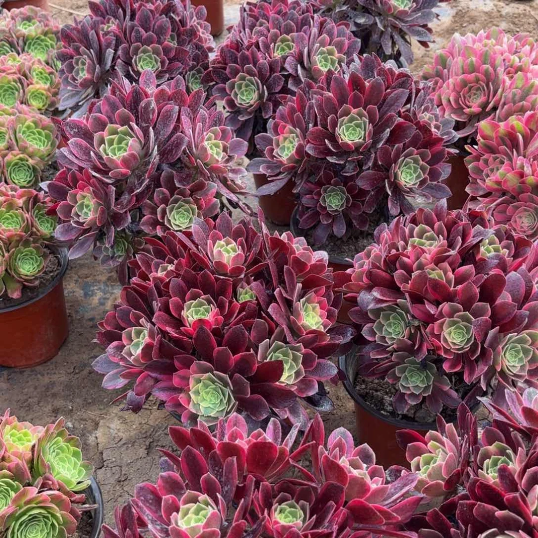 金丝雀绣球9.9多肉植物